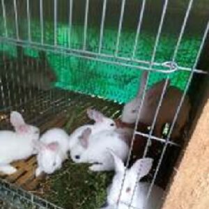 Menjual Kelinci Hias
