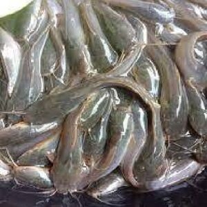 Jual Lele Segar
